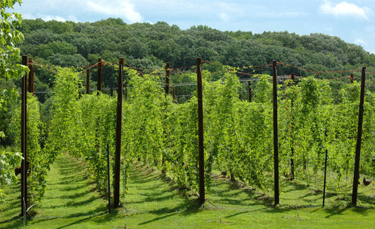 Le houblon, partie 2: Le pire ennemi du houblon