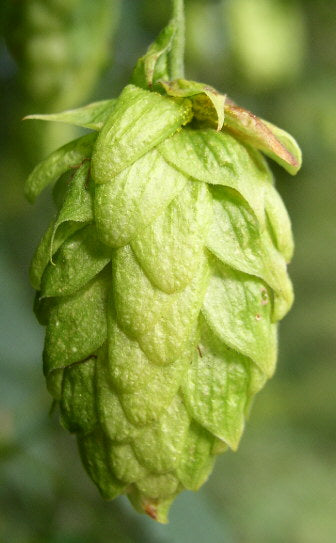 Le houblon, partie 1: C'est quoi ça?