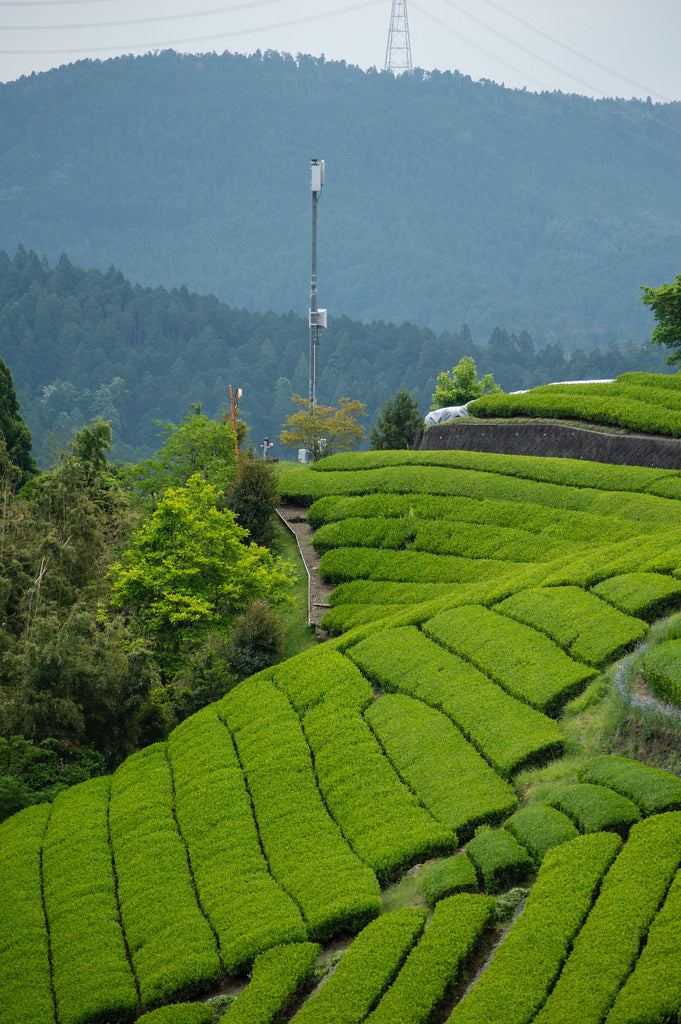 Sencha Nagashima (thé vert japonais)