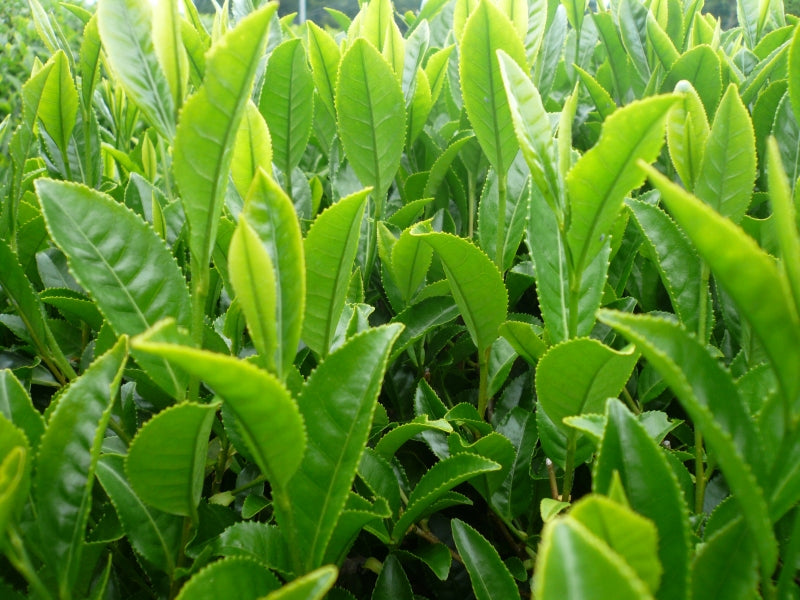 Sencha Nagashima (thé vert japonais)