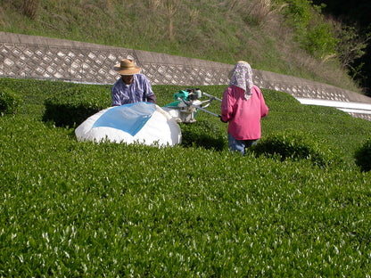 Camellia Sinensis - Sencha Nagashima