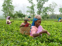 Camellia Sinensis - Assam Breakfast