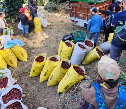 Costa Rica - Miel Rouge par Julio et Salomé Araya