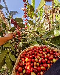 Nicaragua - Miel Noir par Maria Martinez