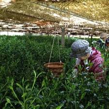 Hibi Uji Gyokuro (Thé vert japonais)