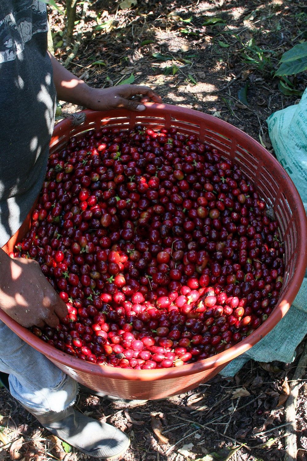 Costa Rica - Miel Rouge par Beneficio San Diego